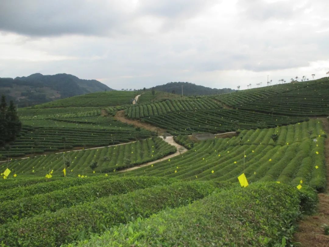 五部門發(fā)文！“光伏+農(nóng)業(yè)”，優(yōu)先考慮