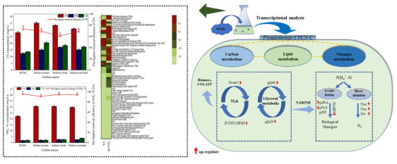 浙江農林大學農村環(huán)境研究所研發(fā)團隊在環(huán)境微生物EEM菌種資源研發(fā)與應用方面取得重要進展